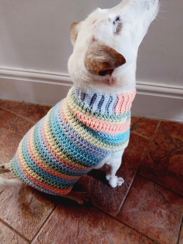 Crochet striped dog Jumper in pastel shades of Yellow, Orange, Blue and Green, shown on a white Jack Russell Terrier.