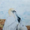 Gannets Blank Greetings Card - Nature Lovers, Sea Birds - Image 2
