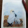 Gannets Blank Greetings Card - Nature Lovers, Sea Birds