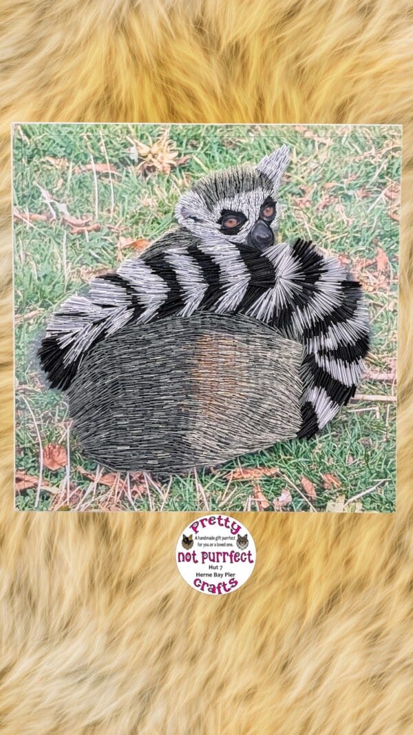 Quilled Lemur from Wingham wildlife park - Image 4